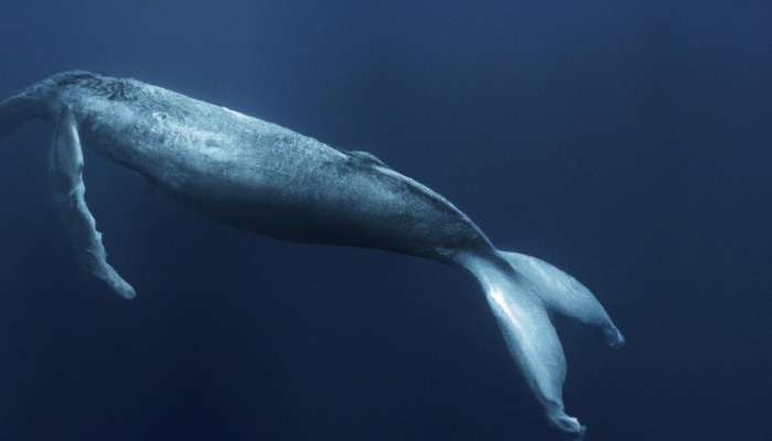 Understanding The Evolution And Behavior Pattern Of Whales A Deep Dive