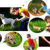 10 Best Dog Breeds for Children - A Guide to Finding the Perfect Companion