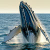 10 Best Places to Go Whale Watching for an Unforgettable Experience