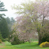 10 Best Places to See Cherry Blossoms - A Guide to Enjoying Spring's Delicate Beauty