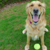 10 Compelling Reasons to Adopt a Pet: Why Pets are Great for your Health and Happiness