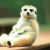 10 Cutest Animals That Will Make You Smile