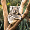 10 Fascinating Facts About Koalas: An In-Depth Guide