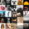 10 Must-Follow Instagram Accounts for Pet Lovers