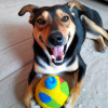 10 Myths About Dogs That You Should Stop Believing