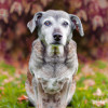 10 Reasons Why Adopting a Senior Pet is the Best Decision You'll Ever Make