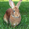 10 Surprising Facts About Rabbits You Didn't Know