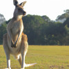 10 Weird Animal Behaviors You Never Knew About