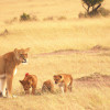 10 YouTube Channels for Nature & Wildlife Lovers