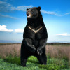 5 Debunked Myths About Wild Animals