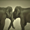 5 Real-life Examples of Animals Exhibiting Emotional Intelligence