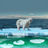 8 Animals That Have Adapted to Extreme Environments