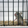 Animal Testing Alarms: Uncovering the Hidden Dangers and Ethical Concerns
