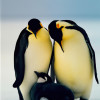 Breeding Habits of Penguins: A Comprehensive Guide