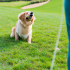 Comprehensive Guide on Dog Training: Master How to Train Your Dog to Do Anything