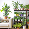 Decorating Your Space with Plants and Greenery: Tips and Ideas
