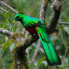 Discover the 10 Most Beautiful Birds in the Rainforest