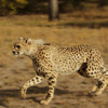 Discover the Best YouTube Channels for Animal Learning