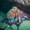 Discover the Fascinating World of Octopuses: Different Types and Unique Characteristics