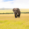 Discover the Top 10 Wildlife Watching Destinations for an Unforgettable Holiday