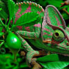 Discovering the Fascinating World of Reptiles: A Journey Through Their Evolution, Adaptations, and Diversity