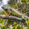 Discovering the Fascinating World of Reptiles