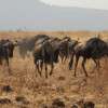 Discovering the Intricate World of Animal Migration