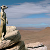 Discovering The Social Lives of Meerkats: The Ultimate Guide