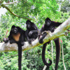 Discovering the Unique Traits of Different Kinds of Monkeys