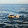 Dolphin Intelligence: The Remarkable Abilities of These Marine Mammals