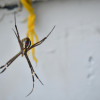 Exploring the Fascinating World of Spider Biology and Behavior