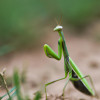 Exploring the Unique Traits of Praying Mantises: An In-Depth Look