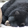 How Animals Hibernate and Survive the Winter