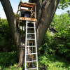 How to Build a Treehouse: Beginner's Guide