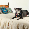 How to Care for Your Aging Dog: Tips for Keeping Your Four-Legged Friend Happy and Healthy