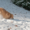 How to Care for Your Dog During Winter: Expert Tips and Advice