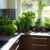How to Grow Your Own Herbs and Vegetables at Home: Top Tips for a Green Thumb