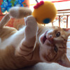 How to Keep Your Cat Happy and Healthy: Tips and Tricks