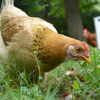 How to Provide a Happy Life for Your Pet Chicken