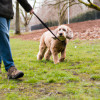 How to Train Your Pet to Walk on a Leash - Tips and Tricks for Successful Training