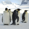 Penguin Power: The Amazing Lives of These Cold-Weather Birds