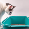 Pro Tips: How to Litter Train Your Cat Effectively