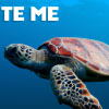 Save the Sea Turtles: The Battle to Protect These Majestic Creatures