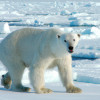 Survival Struggles: The Hardships of Life in the Arctic for Polar Bears