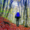 The Amazing Health Benefits of Hiking for Mind and Body