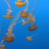 The Astonishing World of Jellyfish: Uncovering Their Diversity and Adaptability