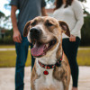 The Benefits of Adopting a Pet From a Shelter - Why Adopting is the Best Option
