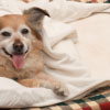 The Benefits of Adopting an Older Pet: Why Senior Pets Deserve Your Love and Attention