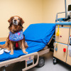 The Benefits of Animal-Assisted Therapy: How Animals Can Help Improve Your Health