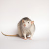 The Benefits of Having a Pet Rat: A Comprehensive Guide